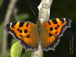 Attēlu rezultāti vaicājumam “Nymphalis xanthomelas”