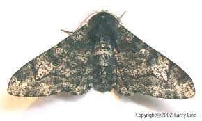 Attēlu rezultāti vaicājumam “Biston betularia”