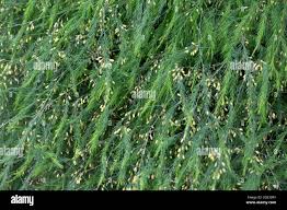 Attēlu rezultāti vaicājumam “Asparagus officinalis leaf”