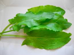 Attēlu rezultāti vaicājumam “Rumex acetosa leaf”