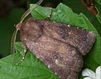 Attēlu rezultāti vaicājumam “Rusina ferruginea female”