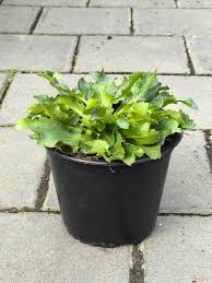 Attēlu rezultāti vaicājumam “Eryngium planum leaf”