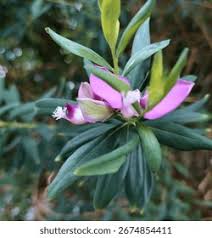 Attēlu rezultāti vaicājumam “Polygalaceae”