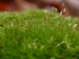 Attēlu rezultāti vaicājumam “Leucobryum juniperoideum”