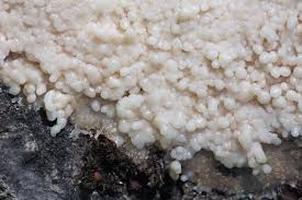 Attēlu rezultāti vaicājumam “Brefeldia maxima”