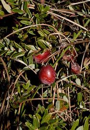 Attēlu rezultāti vaicājumam “Oxycoccus palustris fruit”