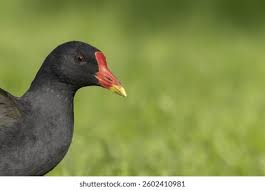 Attēlu rezultāti vaicājumam “Gallinula chloropus adult”