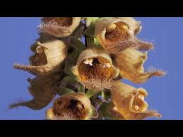 Image result for Digitalis ferruginea