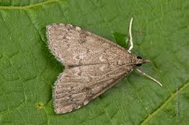 Attēlu rezultāti vaicājumam “Udea prunalis”