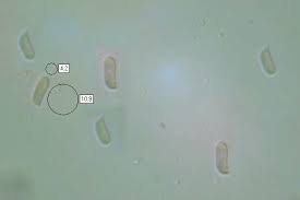 Attēlu rezultāti vaicājumam “Stereum rugosum”