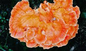 Attēlu rezultāti vaicājumam “fungi”