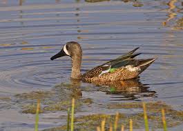 Image result for Anas discors