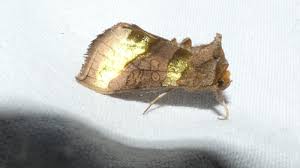 Attēlu rezultāti vaicājumam “Diachrysia tutti”