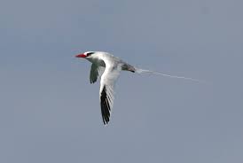 Image result for Phaethon aethereus