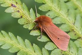 Attēlu rezultāti vaicājumam “Phragmatobia fuliginosa imago”