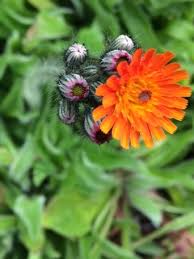 Attēlu rezultāti vaicājumam “Pilosella aurantiaca flower”