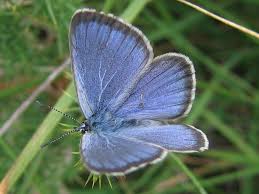 Attēlu rezultāti vaicājumam “Maculinea alcon”