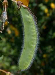 Attēlu rezultāti vaicājumam “Cytisus scoparius fruit”