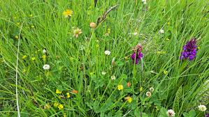 Attēlu rezultāti vaicājumam “Trifolium hybridum”