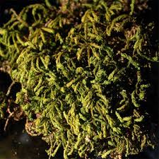 Attēlu rezultāti vaicājumam “Anomodon attenuatus”