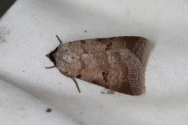 Attēlu rezultāti vaicājumam “Lygephila viciae”