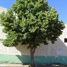 Attēlu rezultāti vaicājumam “Tilia x moltkei”