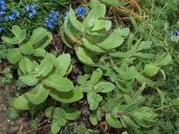 Attēlu rezultāti vaicājumam “Hylotelephium maximum”