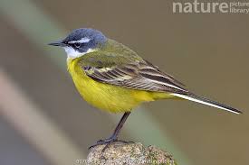 Attēlu rezultāti vaicājumam “Motacilla flava flava”