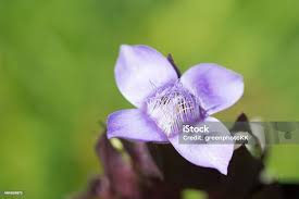 Attēlu rezultāti vaicājumam “Gentianella campestris”