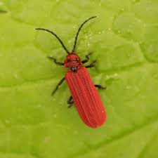 Attēlu rezultāti vaicājumam “Lycidae”