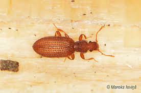 Attēlu rezultāti vaicājumam “Dienerella elongata”