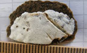 Attēlu rezultāti vaicājumam “Skeletocutis nivea”