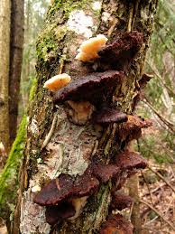 Attēlu rezultāti vaicājumam “Antrodiella serpula”