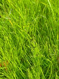 Attēlu rezultāti vaicājumam “Equisetum arvense”