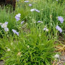 Image result for scabiosa caucasica