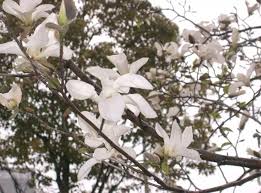Attēlu rezultāti vaicājumam “Magnolia kobus flower”