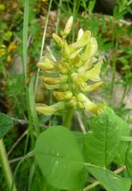 Attēlu rezultāti vaicājumam “Astragalus glycyphyllos fruit”