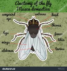 Attēlu rezultāti vaicājumam “Musca domestica”