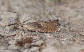 Attēlu rezultāti vaicājumam “Dichrorampha simpliciana”