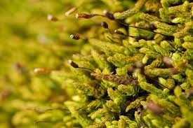 Attēlu rezultāti vaicājumam “Anomodon attenuatus”