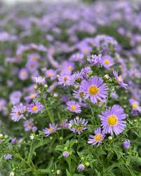 Image result for Aster