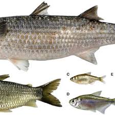 Image result for Mugil liza