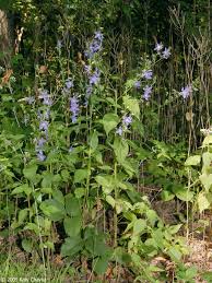 Image result for Campanula americana