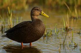 Image result for Anas rubripes