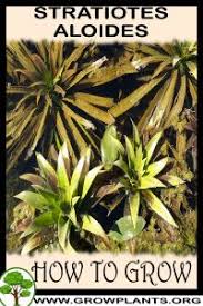 Attēlu rezultāti vaicājumam “Stratiotes aloides leaf”