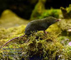 Attēlu rezultāti vaicājumam “Sorex sp.”