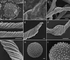 Attēlu rezultāti vaicājumam “Trichia botrytis var. cerifera”