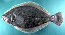 Image result for Paralichthys dentatus