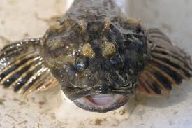 Image result for Myoxocephalus quadricornis