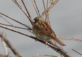 Image result for Emberiza spodocephala